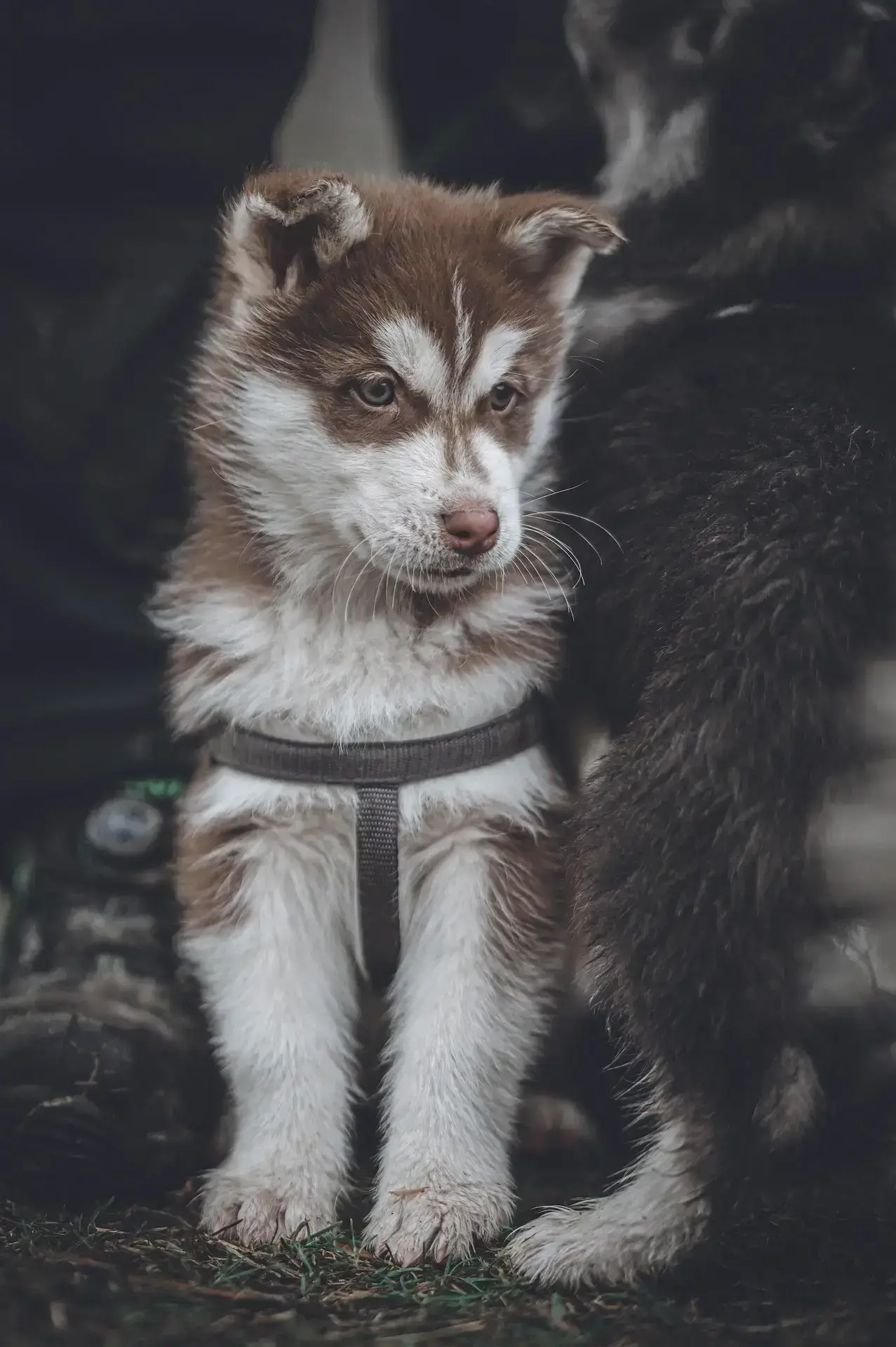 Adorable puppy portrait